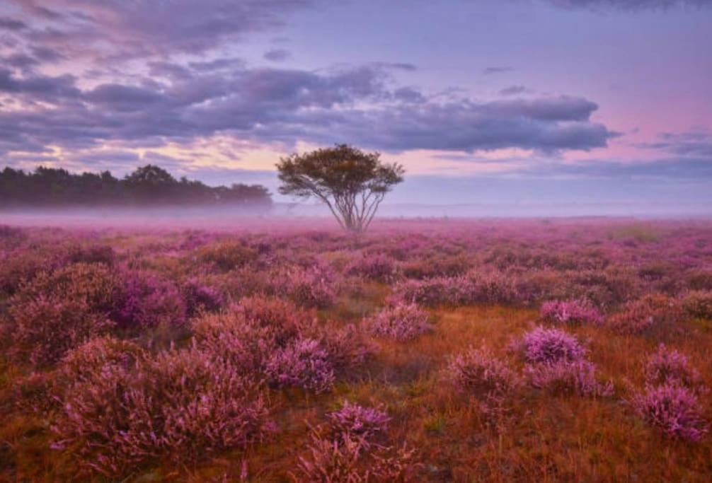 Veluwe Boutique Lodge พุทเทิน ภายนอก รูปภาพ